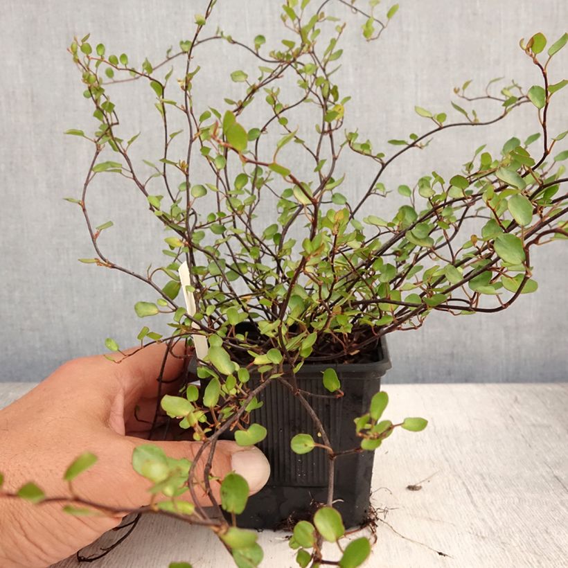 Esemplare di Muehlenbeckia complexa Sealand Compact Vasetto da 8/9 cm consegnato in estate