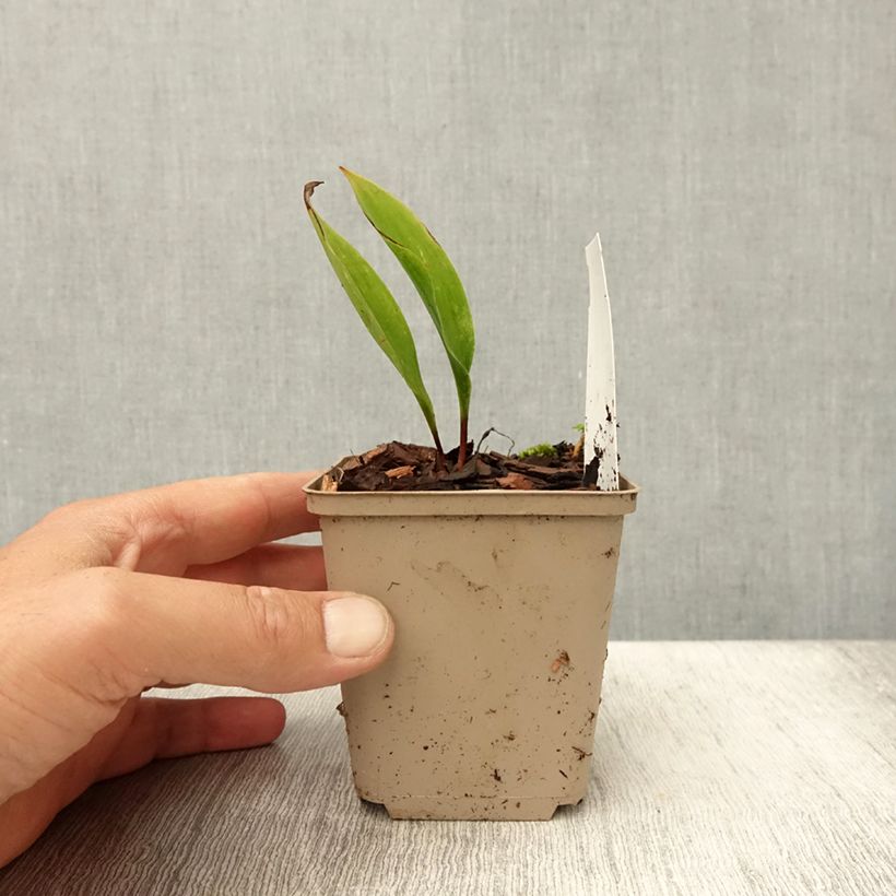 Esemplare di Convallaria majalis Bordeaux - Mughetto Vasetto da 8/9 cm consegnato in estate