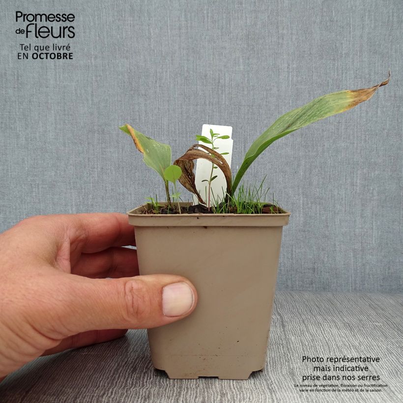 Esemplare di Convallaria majalis Prolificans - Mughetto Vasetto da 8/9 cm come consegnato in autunno