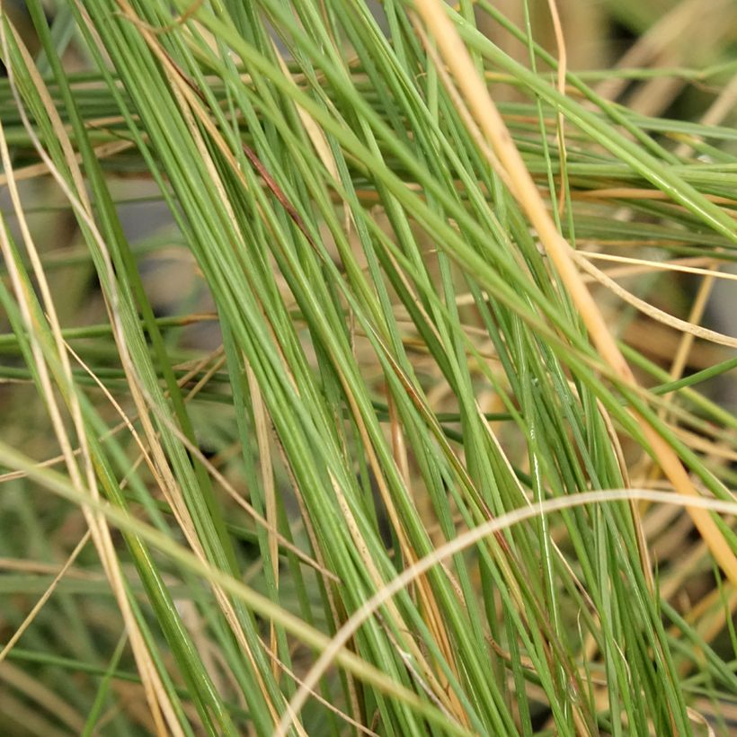Muhlenbergia capillaris (Fogliame)
