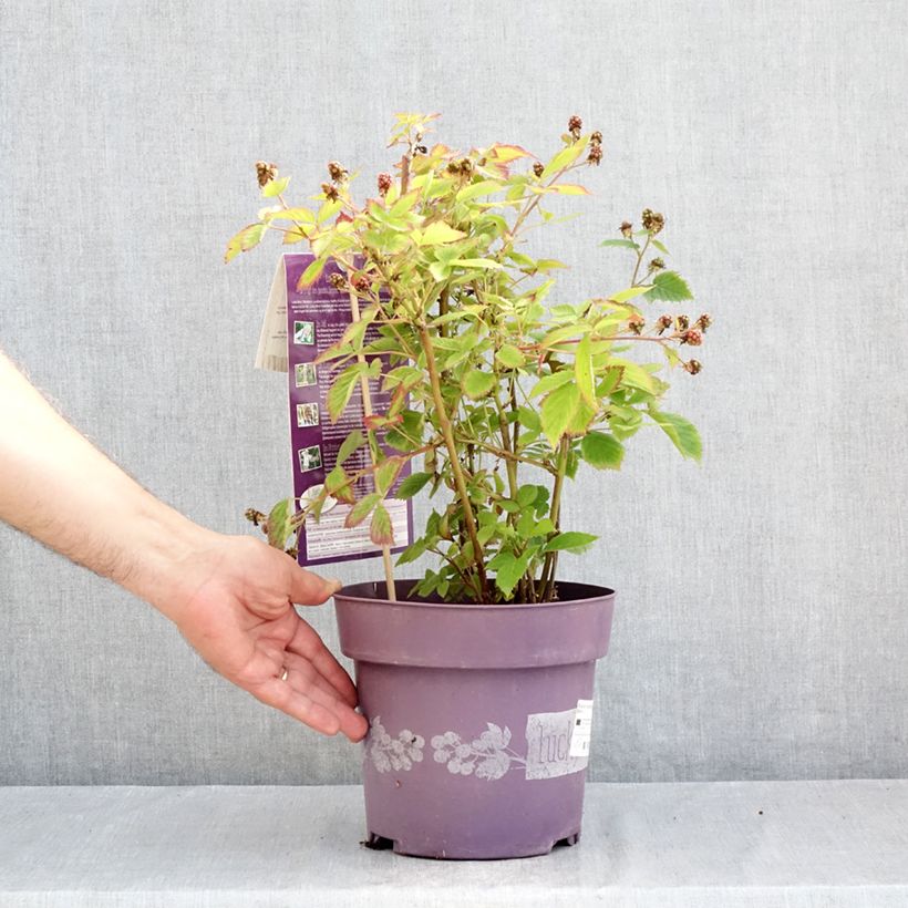 Esemplare di Rubus fruticosus Lucky Berry - Rovo nano Vaso da 4L/5L, Multifusto consegnato in estate