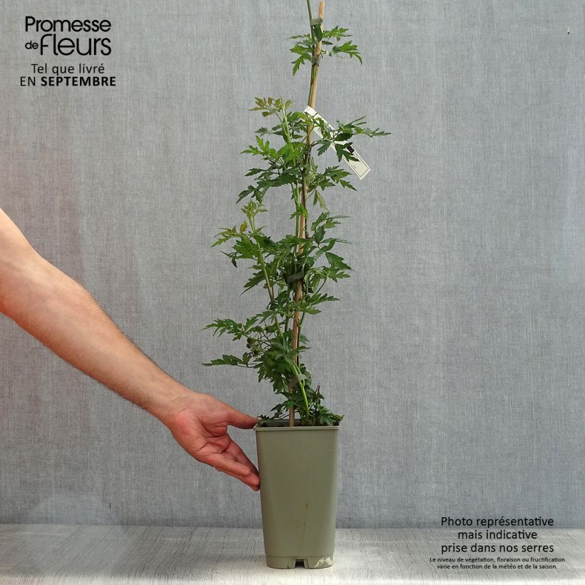 Esemplare di Mora Géante des jardins Vaso da 2L/3L consegnato in estate