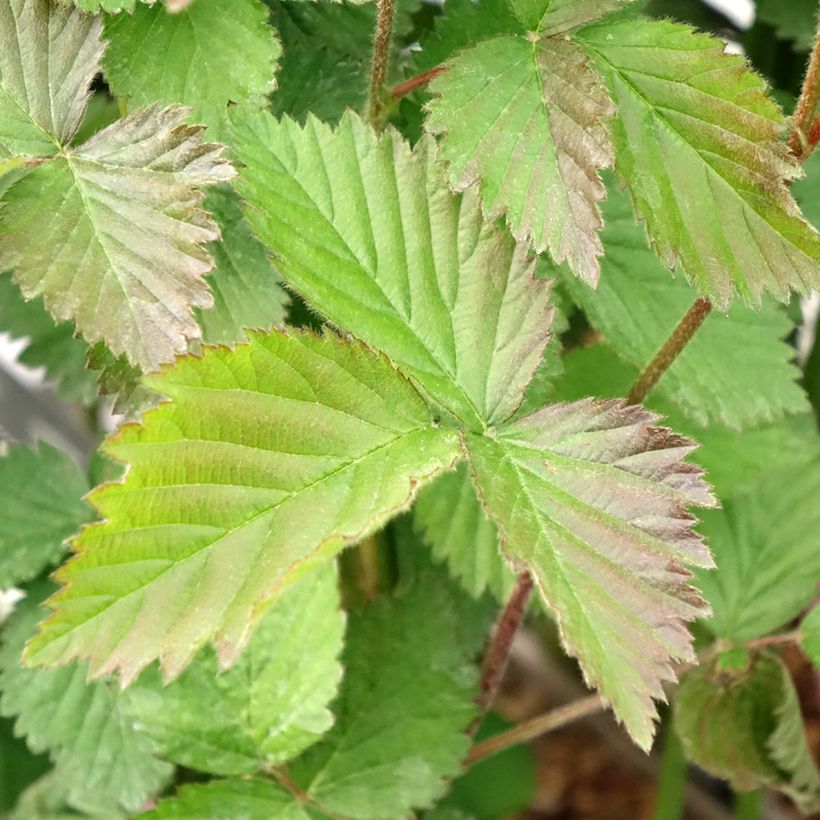 Mora Navaho (Fogliame)
