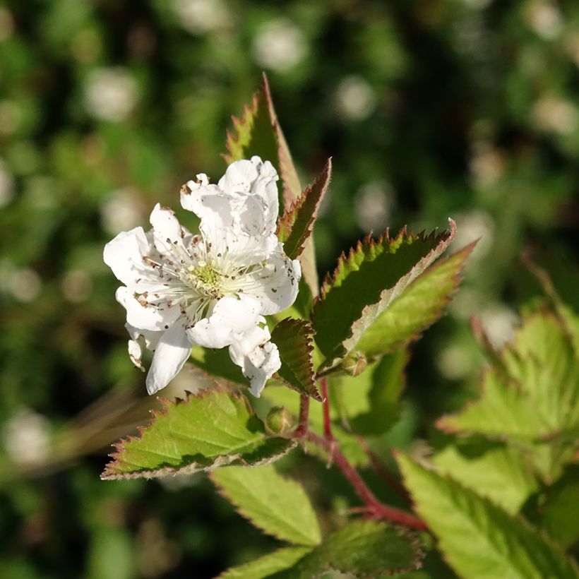 Mora Navaho (Fioritura)