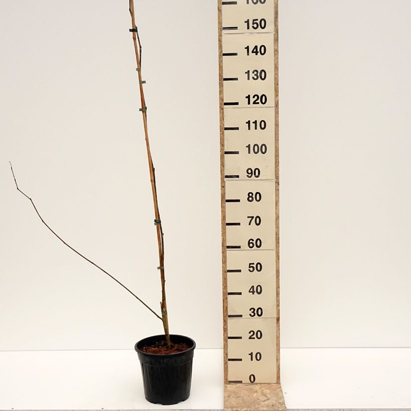 Morus alba var. laevigata King's White - Gelso bianco Vaso da 6L/7L esemplare consegnato in inverno