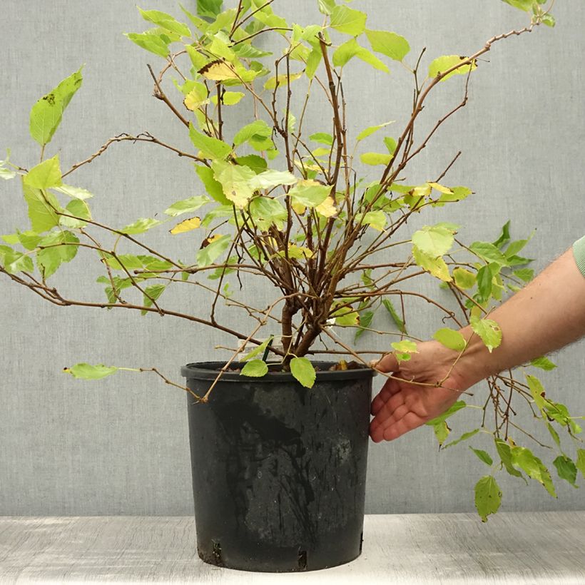 Esemplare di Morus rotundiloba Bonbonberry ‘Mojo Berry’ - Gelso Vaso da 12L/15L, Multifusto consegnato in estate