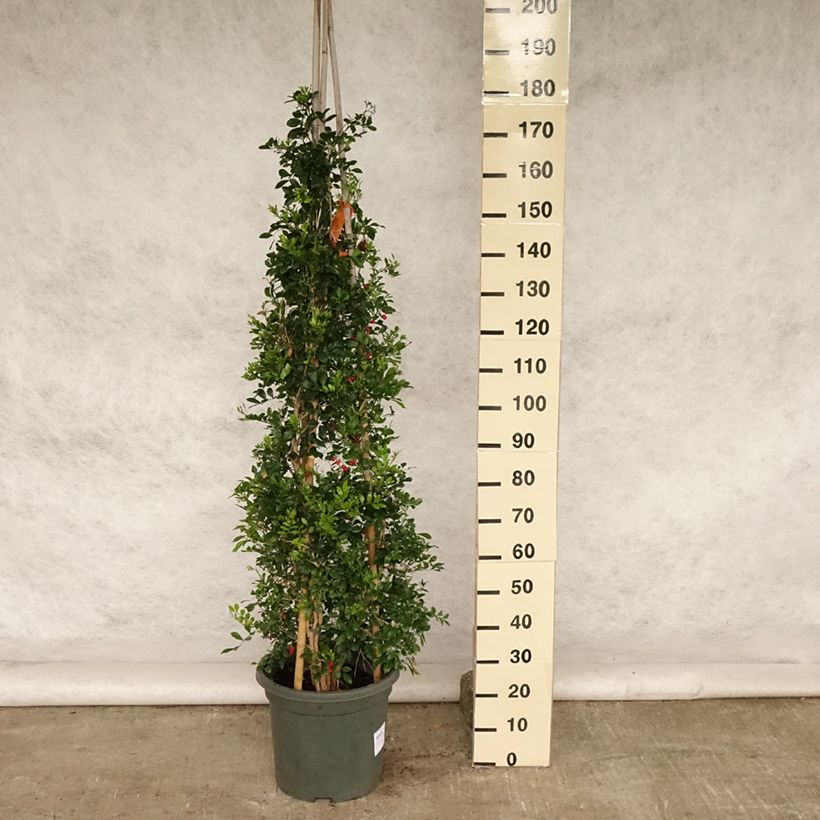 Esemplare di Murraya paniculata Vaso da 12L/15L consegnato in estate