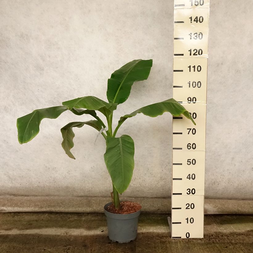 Esemplare di Musa Dajiao - Banana plátano Vaso da 4L/5L consegnato in estate