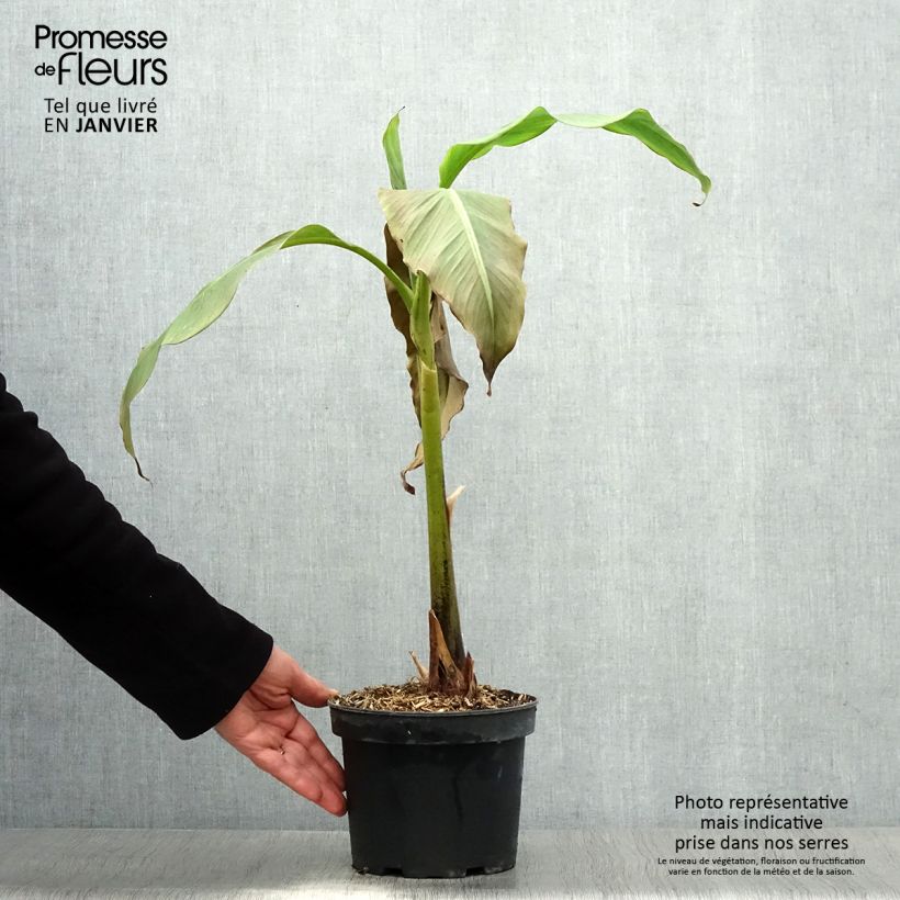 Musa basjoo Sakhalin - Banano giapponese Vaso da 3L/4L esemplare consegnato in inverno