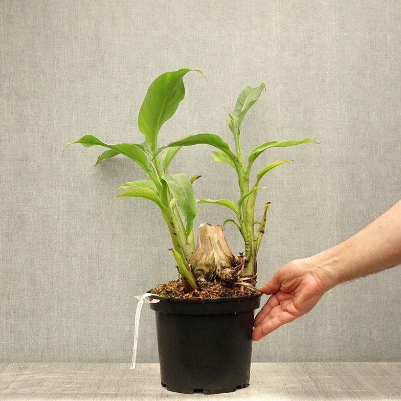 Esemplare di Musa basjoo Sakhalin - Banano giapponese Vaso da 4L/5L consegnato in estate