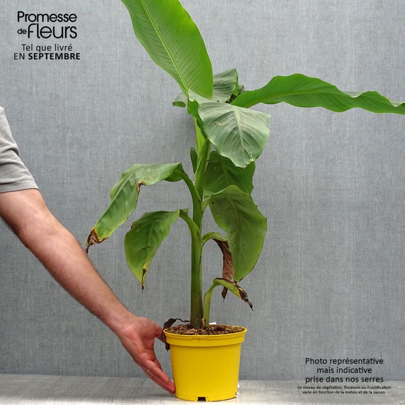 Esemplare di Musa basjoo Tchetchenia - Banano giapponese Vaso da 2L/3L come consegnato in autunno
