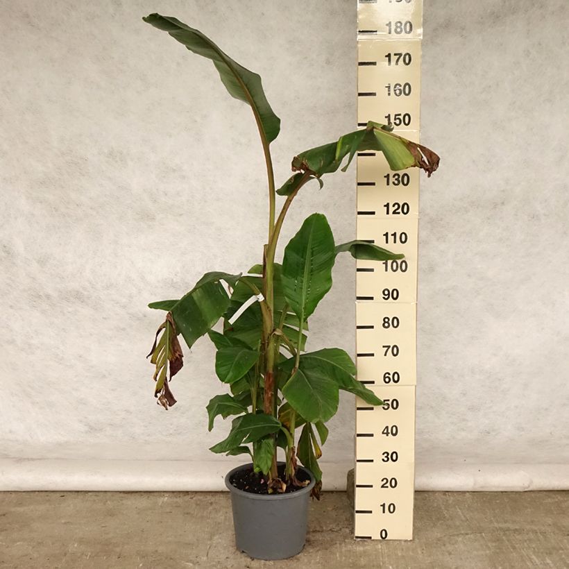 Esemplare di Musa velutina - Banano rosa Vaso da 12L/15L consegnato in estate