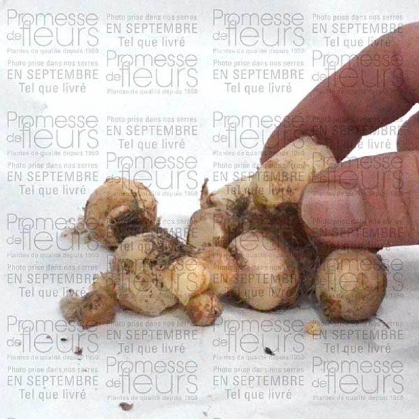 Esempio di esemplare Muscari armeniacum - Muscari dell'Armenia Bulbo taglia 6+ come consegnato