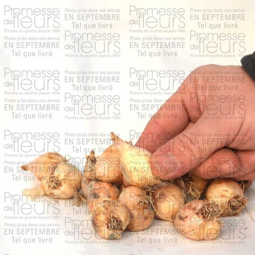 Esempio di esemplare Muscari comosum Plumosum - Cipollaccio Bulbo taglia 8+ come consegnato