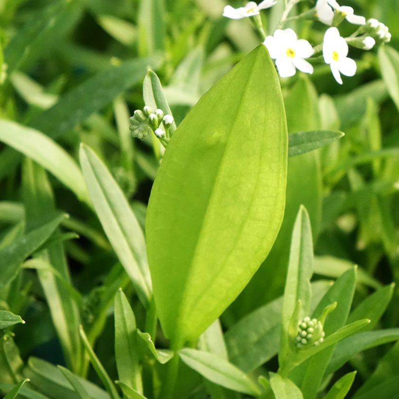 Myosotis scorpioides Alba (Fogliame)