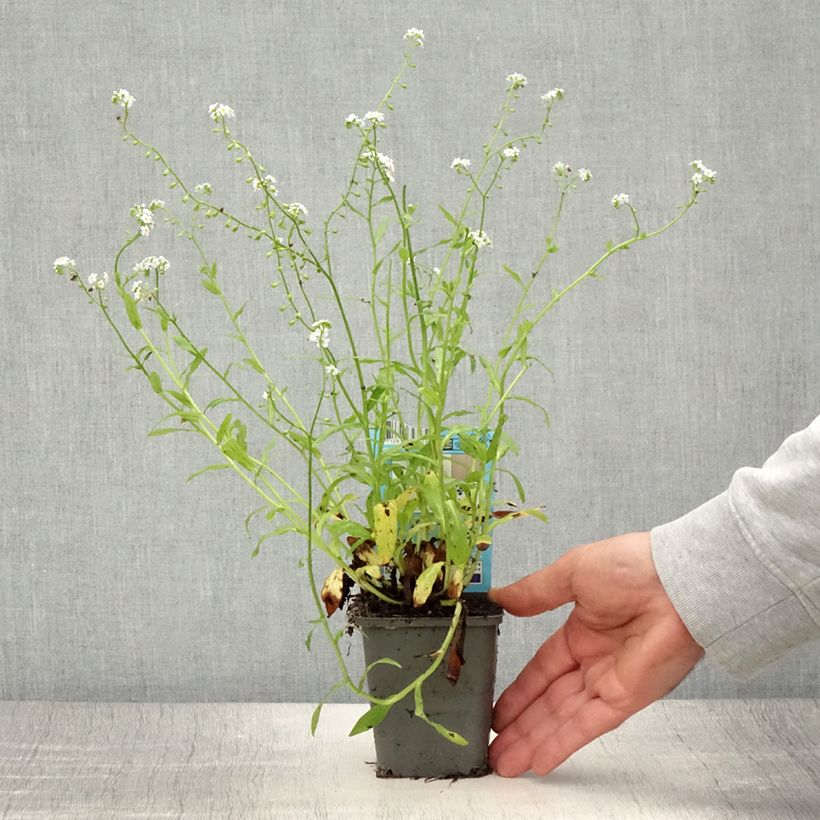 Esemplare di Myosotis scorpioides Alba Vasetto da 8/9 cm consegnato in estate
