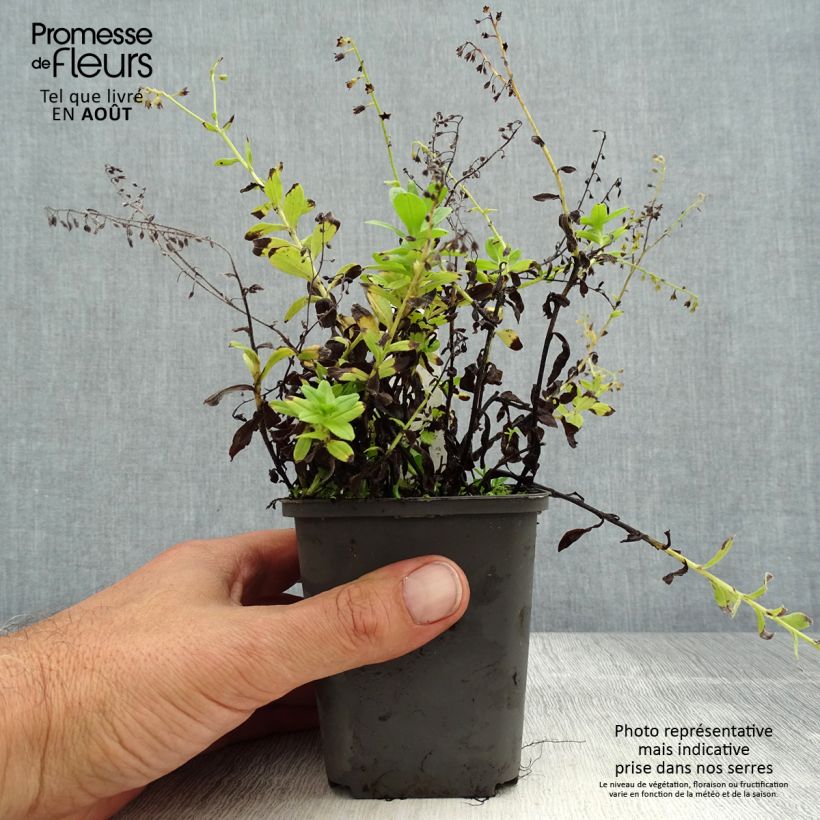 Esemplare di Myosotis scorpioides - Nontiscordardimè delle paludi Vasetto da 8/9 cm consegnato in estate