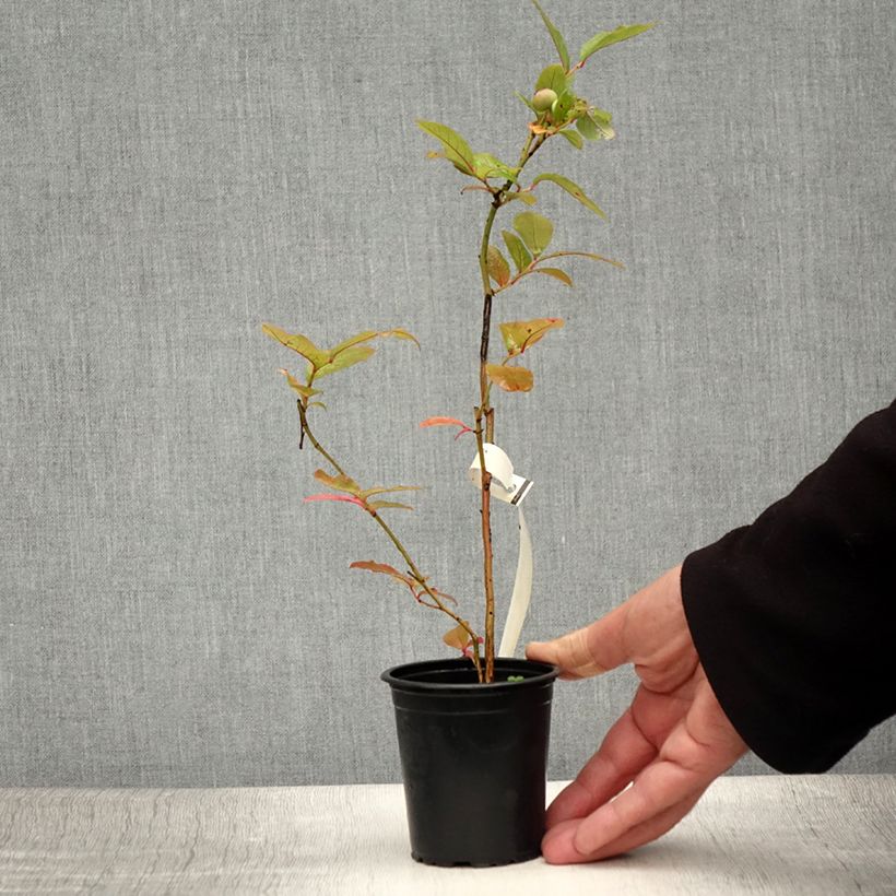 Esemplare di Mirtillo gigante americano - Ivanhoe Vasetto da 8/9 cm consegnato in estate