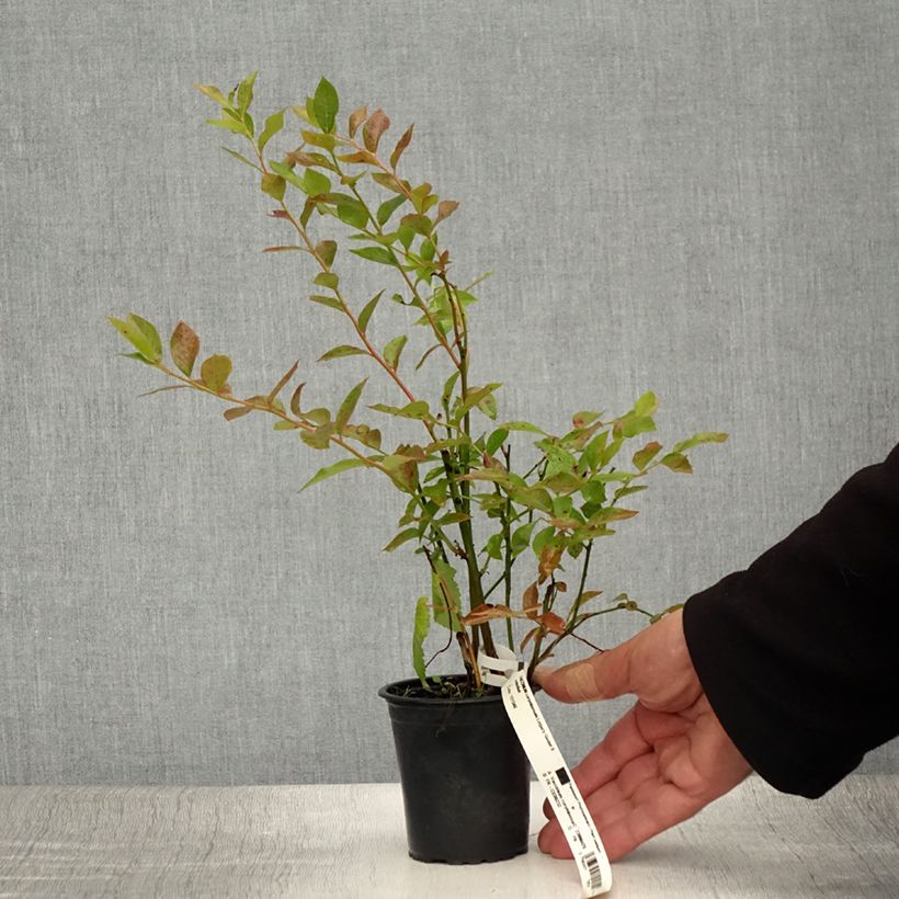 Esemplare di Mirtillo gigante americano - Legacy Vasetto da 8/9 cm consegnato in estate