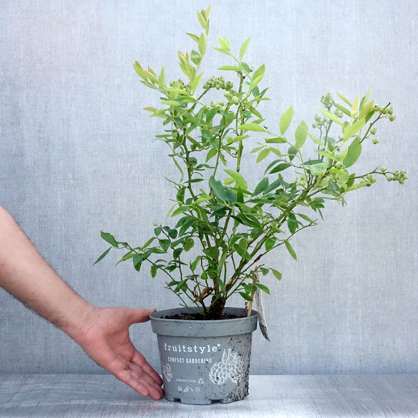 Esemplare di Mirtillo gigante americano - Blue Crop Vaso da 4L/5L consegnato in estate