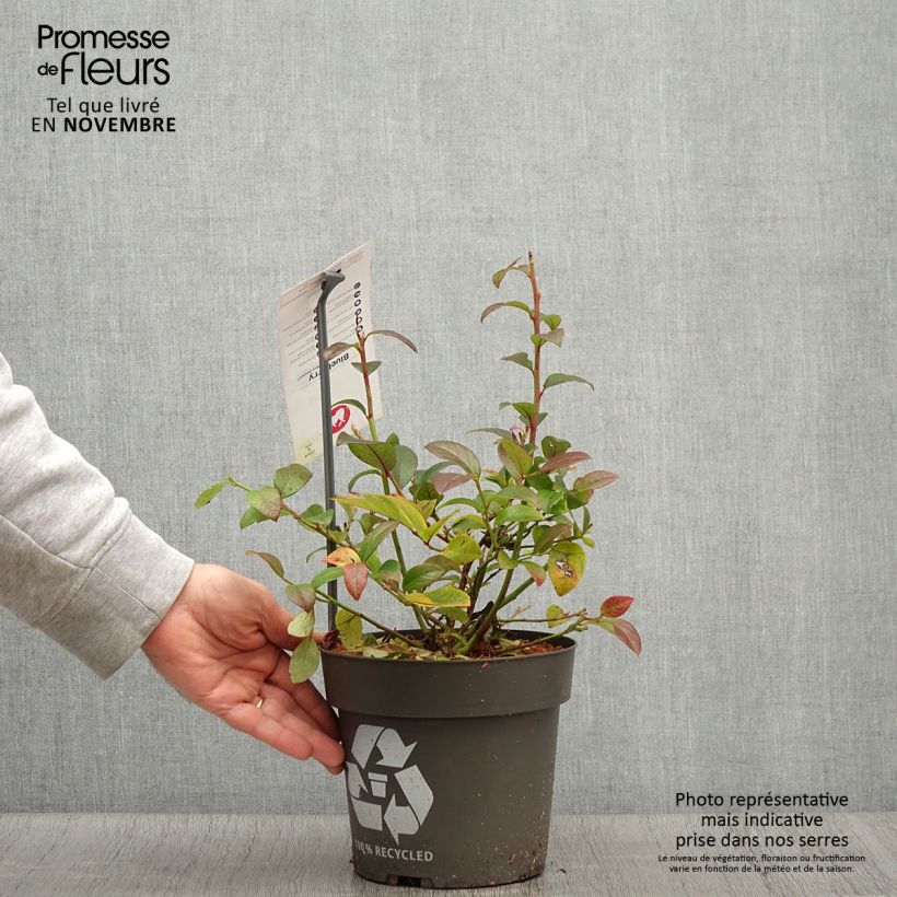 Esemplare di Mirtillo gigante americano - Blue Dessert Vaso da 3L/4L, Multifusto come consegnato in autunno