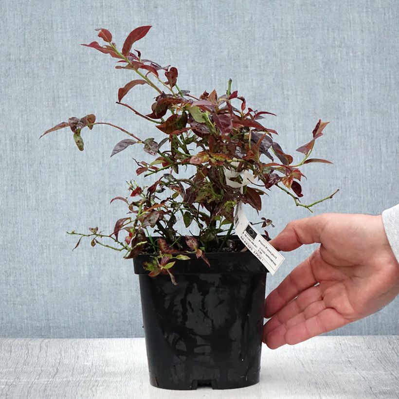 Esemplare di Mirtillo gigante americano - Cabernet Splash 'VacBri1' Vaso da 2L/3L, A cespuglio consegnato in estate