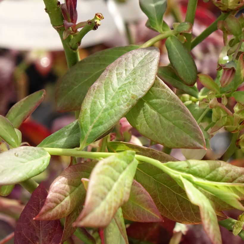 Mirtillo gigante americano - Cabernet Splash 'VacBri1' (Fogliame)