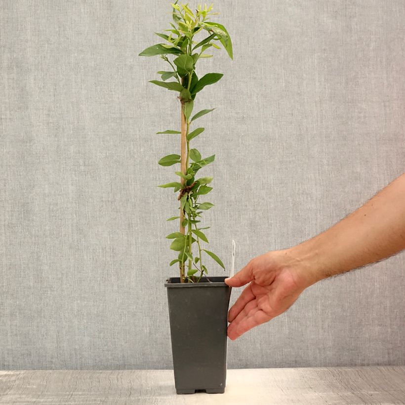Esemplare di Mirtillo gigante americano - Emil Vaso da 1,5L/2L, A cespuglio consegnato in estate