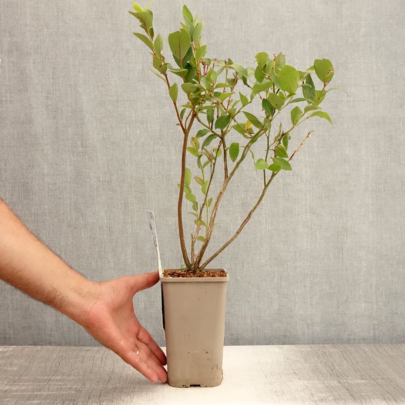 Esemplare di Mirtillo gigante americano - Hortblue Poppins Vaso da 1,5L/2L, A cespuglio consegnato in estate