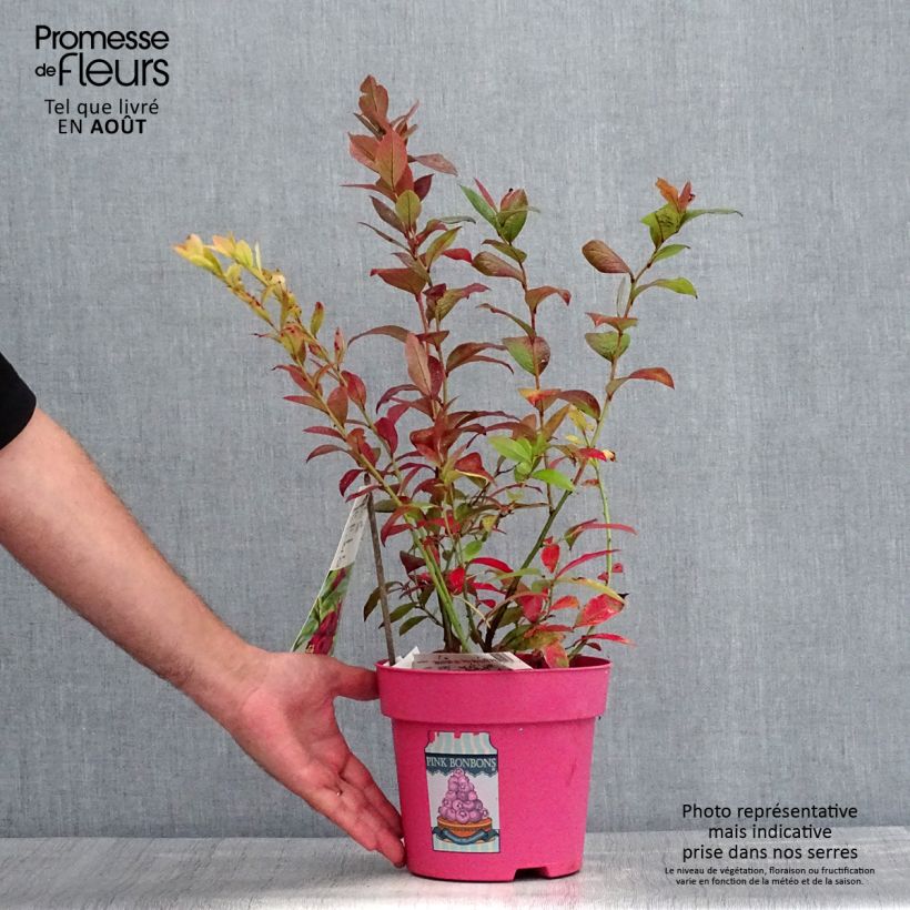 Esemplare di Mirtillo gigante americano - Pink Bonbons Vaso da 2L/3L consegnato in estate