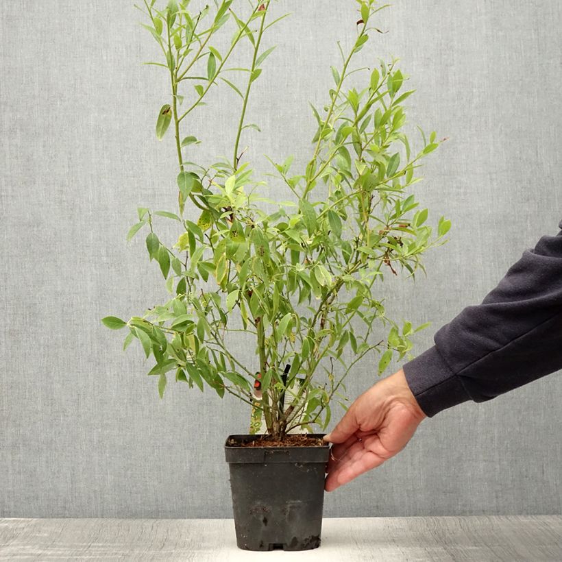 Esemplare di Vaccinium x ashei Pink Lemonade - Mirtillo rosa Vaso da 1L/1,5L, A cespuglio consegnato in estate