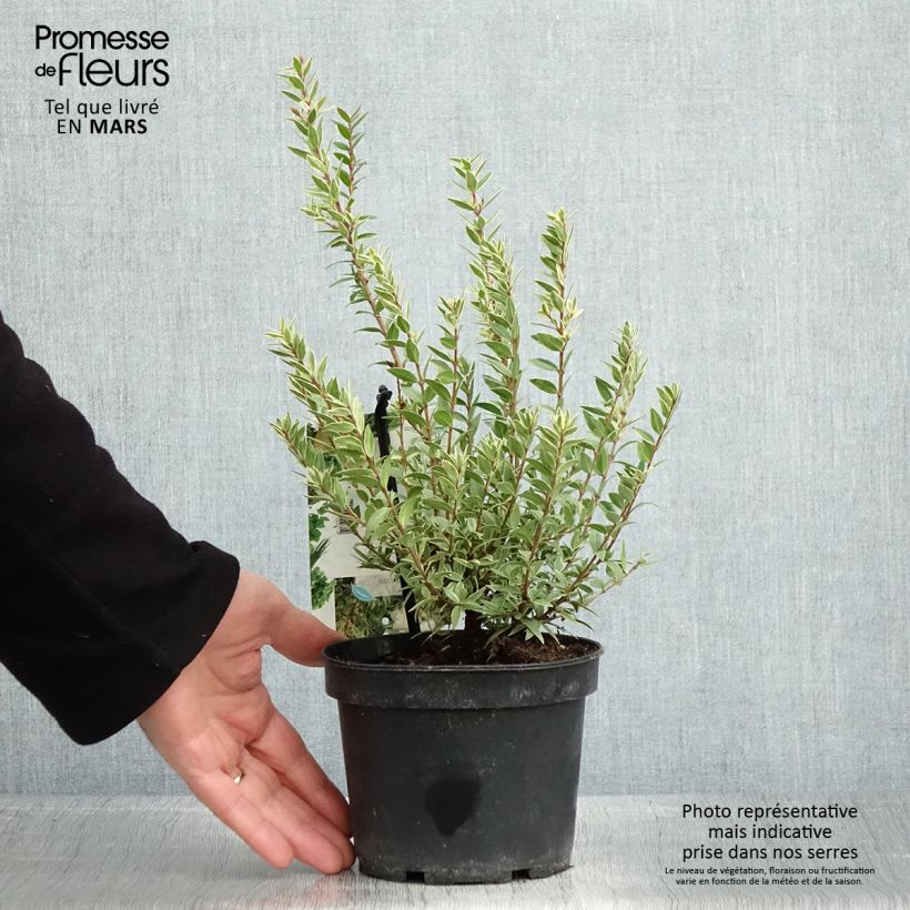 Myrtus communis Variegata - Mirto Vaso da 1,5L/2LAltezza consegnata circa 20/30cm esemplare consegnato in primavera