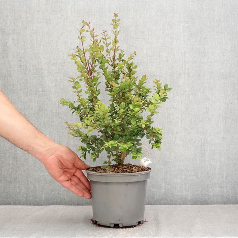 Esemplare di Myrtus luma Vaso da 3L/4L consegnato in estate
