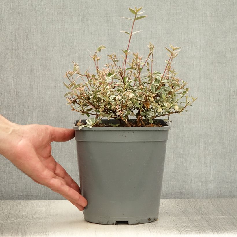Esemplare di Myrtus ugni Flambeau Vaso da 3L/4L consegnato in estate