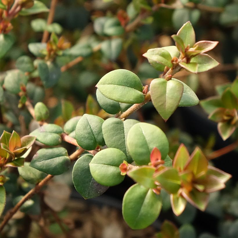 Myrtus ugni Elite (Fogliame)