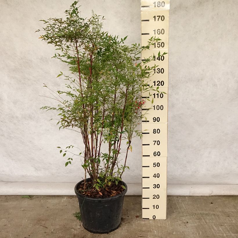Esemplare di Nandina domestica - Bambù sacro Vaso da 18L/20L consegnato in estate