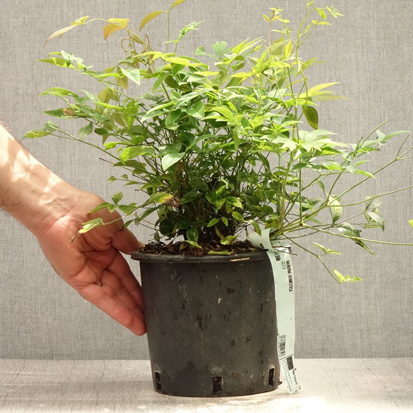 Esemplare di Nandina domestica - Bambù sacro Vaso da 2L/3L consegnato in estate