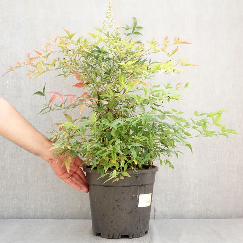 Esemplare di Nandina domestica - Bambù sacro Vaso da 7,5L/10L consegnato in estate