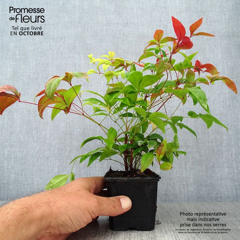 Esemplare di Nandina domestica Fire Power Vasetto da 8/9 cm come consegnato in autunno