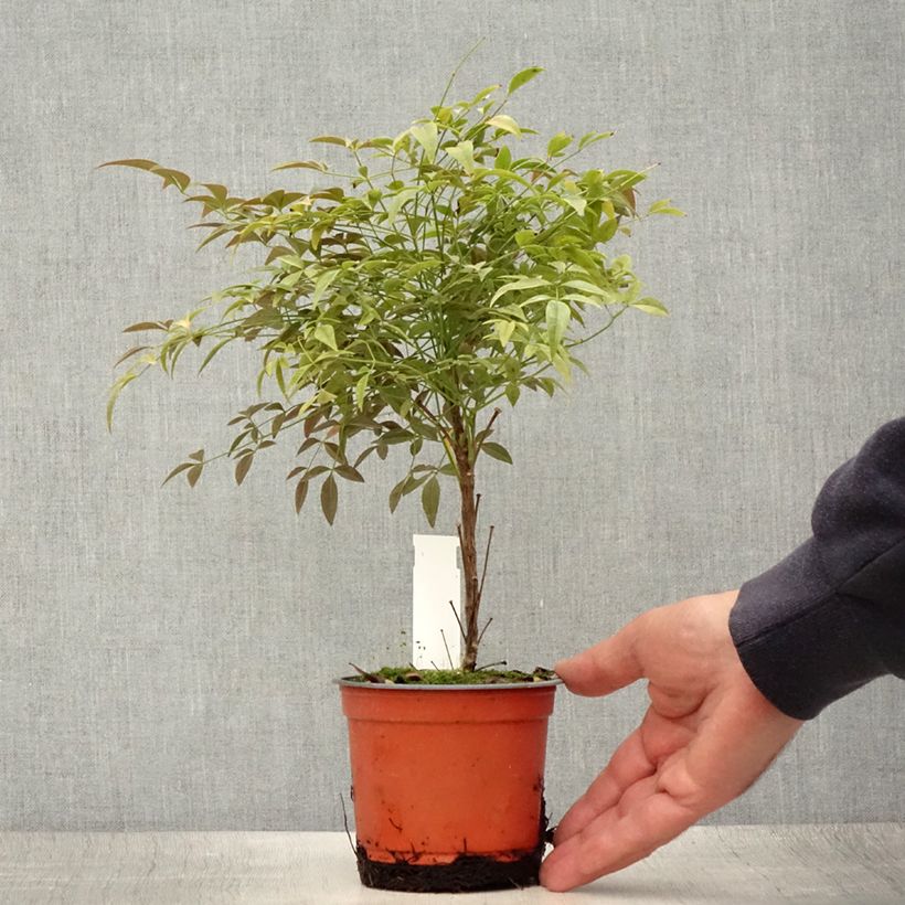Esemplare di Nandina domestica FLIRT Murasaki Vaso da Ø 12 cm / 13 cm consegnato in estate