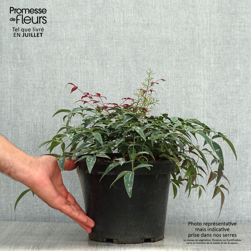 Esemplare di Nandina domestica FLIRT Murasaki Vaso da 3L/4L consegnato in estate