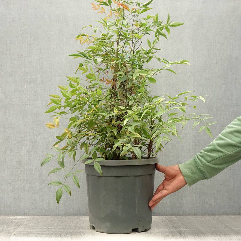 Esemplare di Nandina domestica Lemon and Lime Vaso da 7,5L/10L consegnato in estate