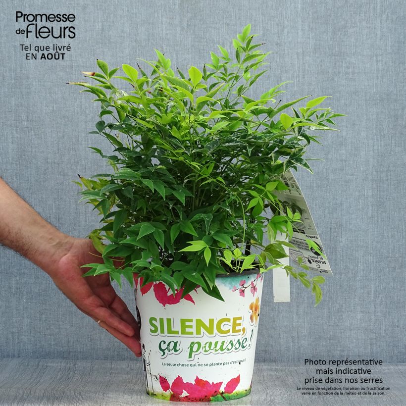 Esemplare di Nandina domestica Lemon and Lime Vaso da 4L/5L consegnato in estate