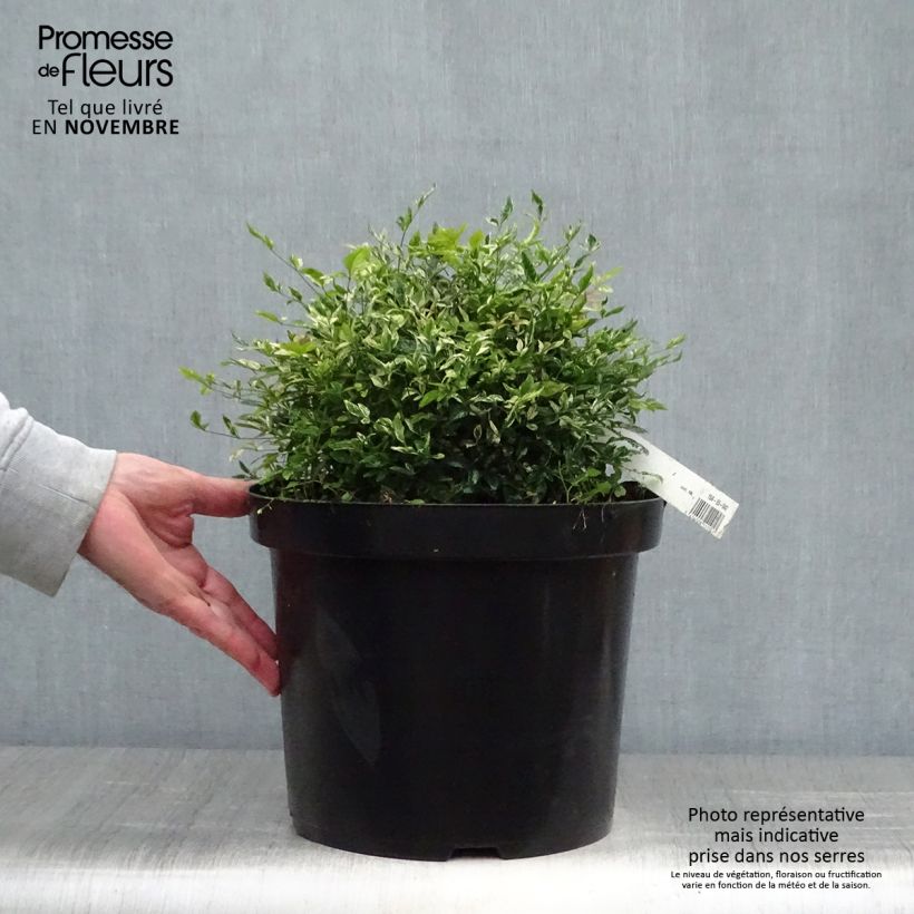 Esemplare di Nandina domestica Twilight Vaso da 7,5L/10L come consegnato in autunno