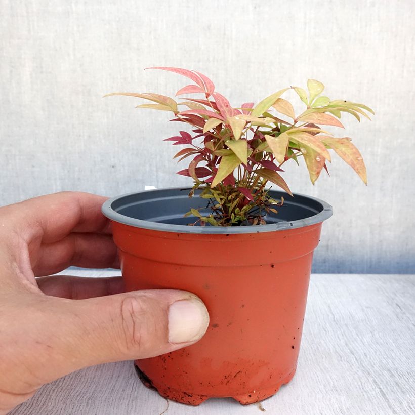 Esemplare di Nandina domestica Obsessed Seika Vasetto da 8/9 cm consegnato in estate