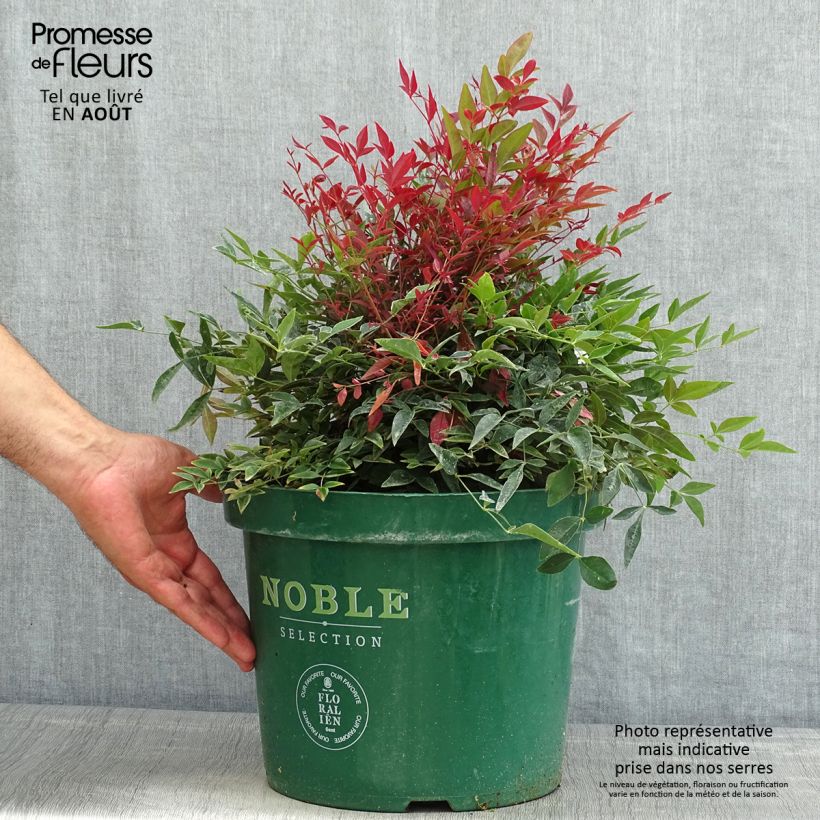 Esemplare di Nandina domestica Obsessed Seika Vaso da 7,5L/10L consegnato in estate