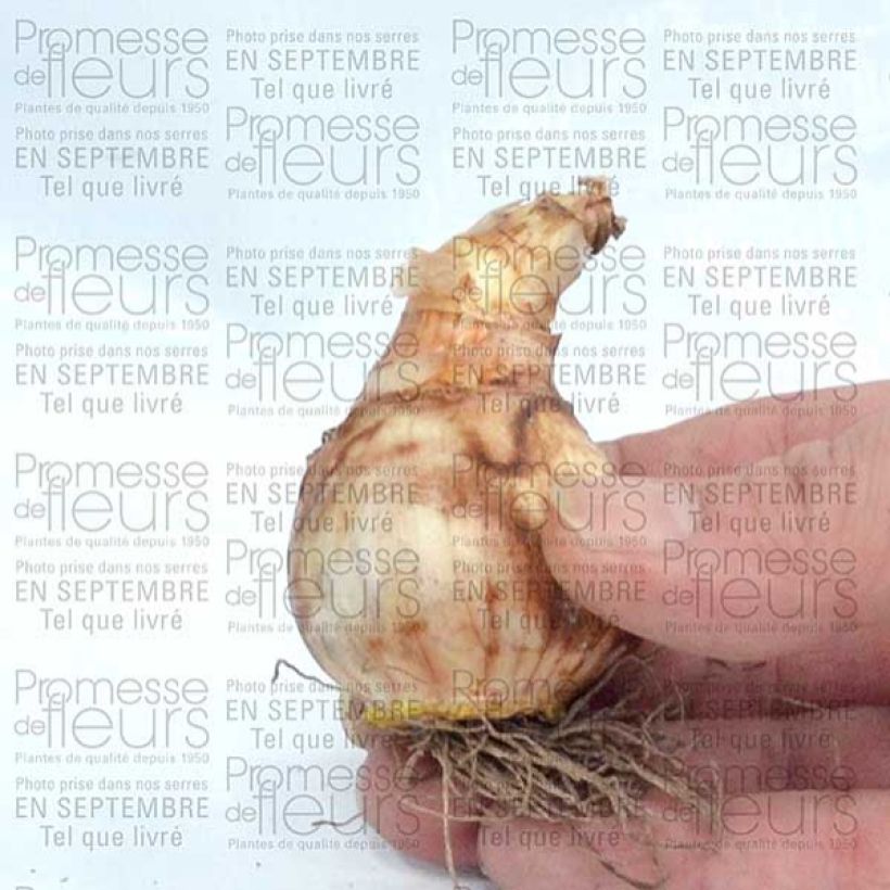 Esempio di esemplare Narciso Popeye Bulbo taglia 14/16 come consegnato