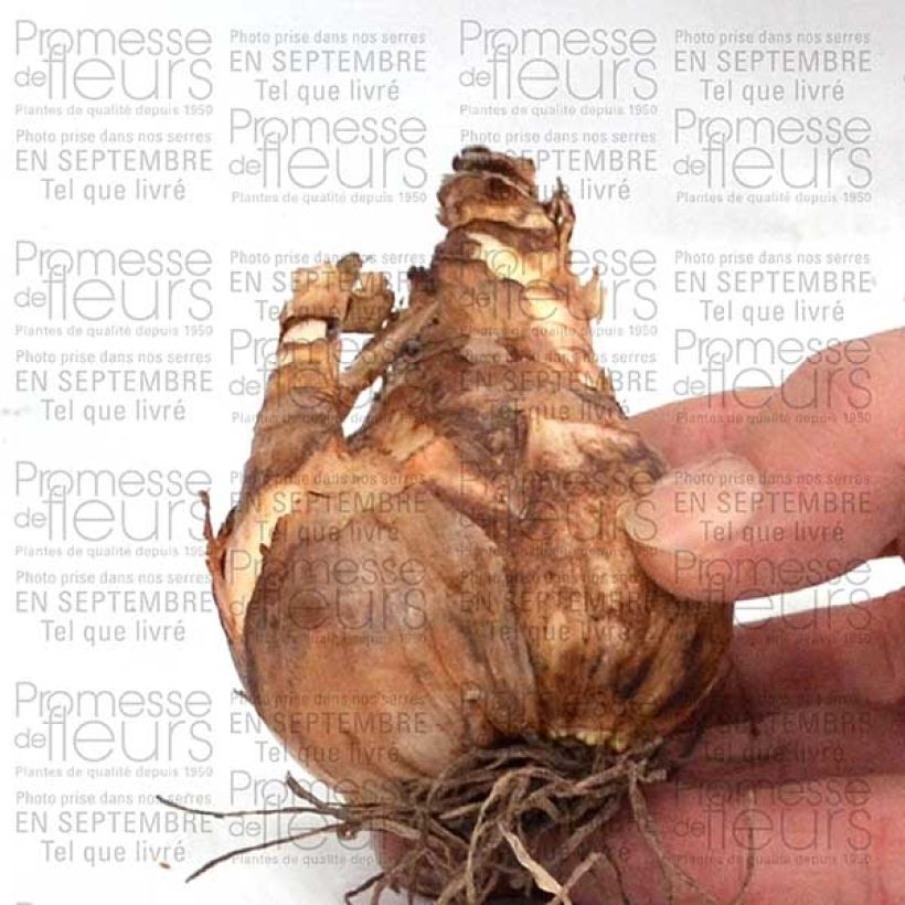 Esempio di esemplare Narciso grande-coronato Dreamlight Bulbo taglia 12+ come consegnato