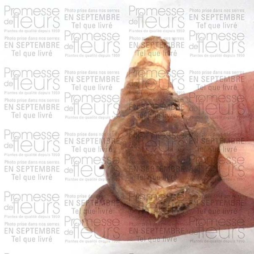 Esempio di esemplare Narciso cyclamineus February Gold Bulbo taglia 12 come consegnato