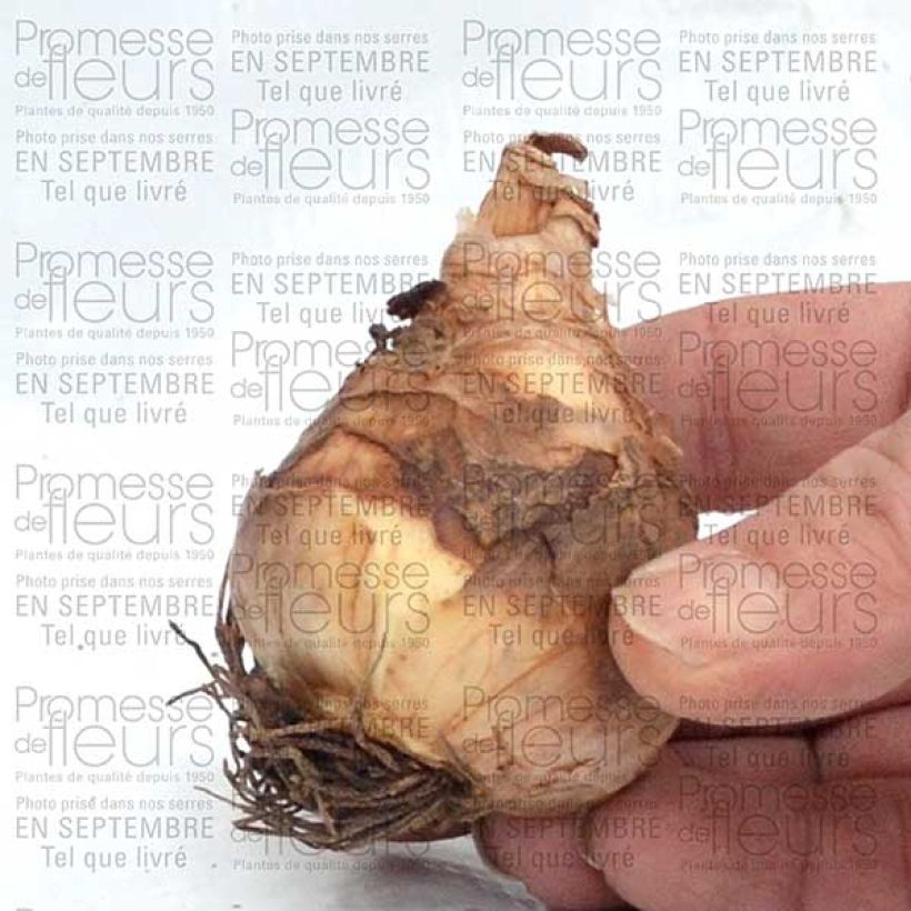 Esempio di esemplare Narciso coronato Flower Record Bulbo taglia 12+ come consegnato